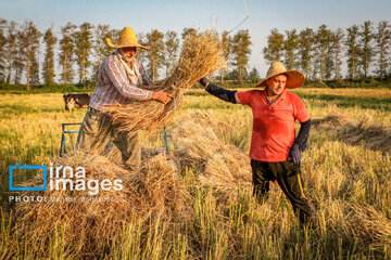 Récolte de riz dans la province de Gīlān