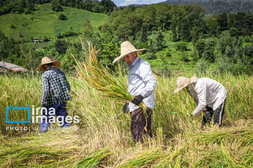 Récolte de riz dans la province de Gīlān