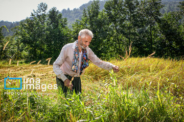 Récolte de riz dans la province de Gīlān