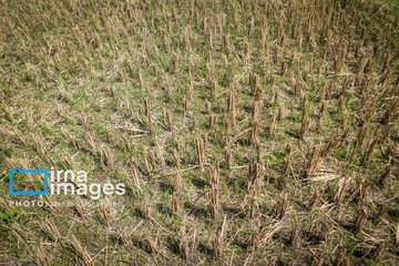 Récolte de riz dans la province de Gīlān