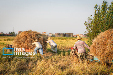 Récolte de riz dans la province de Gīlān