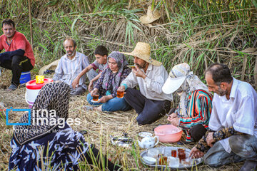 Récolte de riz dans la province de Gīlān