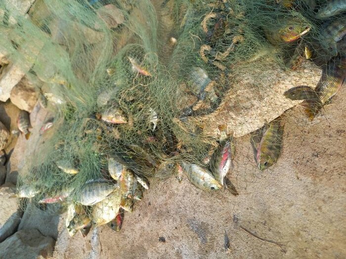 آفت تیلاپیا درحال پراکنش در پهنههای آبی خوزستان/معدودم سازی بیش از یک میلیون ماهی غیربومی