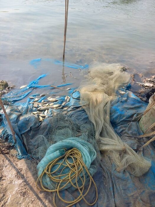 آفت تیلاپیا درحال پراکنش در پهنههای آبی خوزستان/معدودم سازی بیش از یک میلیون ماهی غیربومی