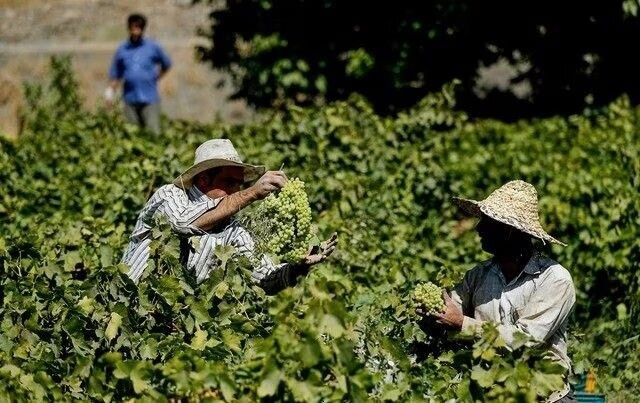 انگور جهانی؛ یک بالِ پیشران توسعه ملایر