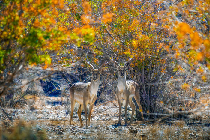 آژیر خطر آتشسوزی در جنگلهای هیرکانی روشن شد