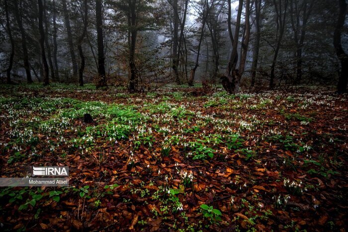 آژیر خطر آتشسوزی در جنگلهای هیرکانی روشن شد