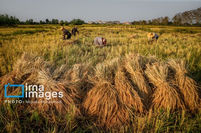 خودکفایی کشور در تولید برنج با بهکارگیری ارقام پرمحصول