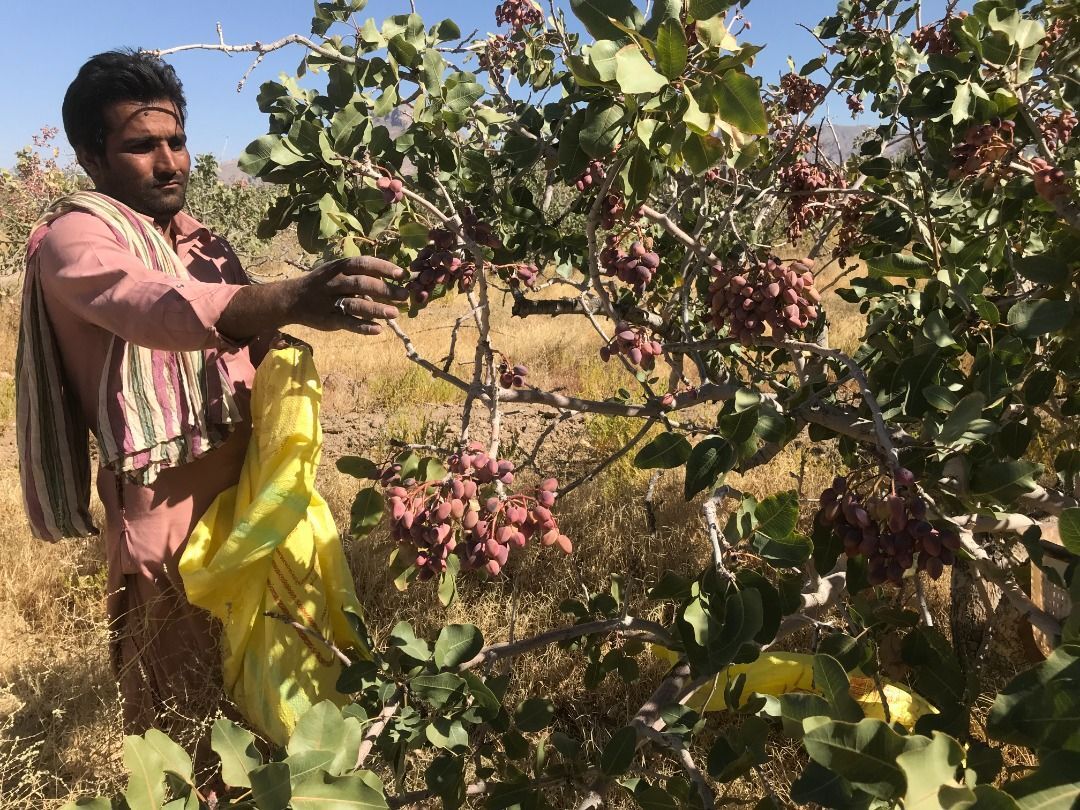 برداشت پسته در سیستان‌ و بلوچستان آغاز شد