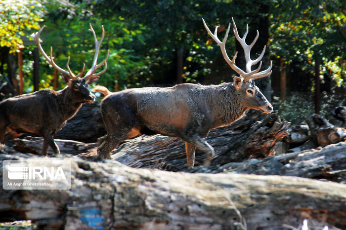 مسلخ هیرکانی