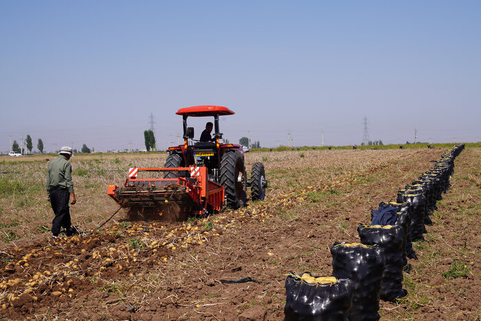 قیمت سیب زمینی به زودی کاهش مییابد