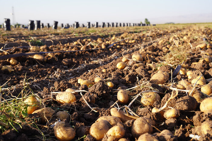 سیب‌زمینی اردبیل از مزرعه تا بازار جهانی با سرمایه‌گذاری در صنایع تبدیلی