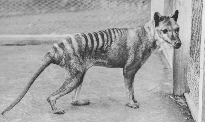 آیا ماموتها از دنیای مردگان برمیگردند؟