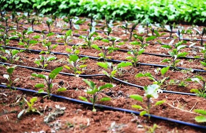 جهش کشاورزی در سرزمین آفتاب با کشت هوشمند و گلخانهها