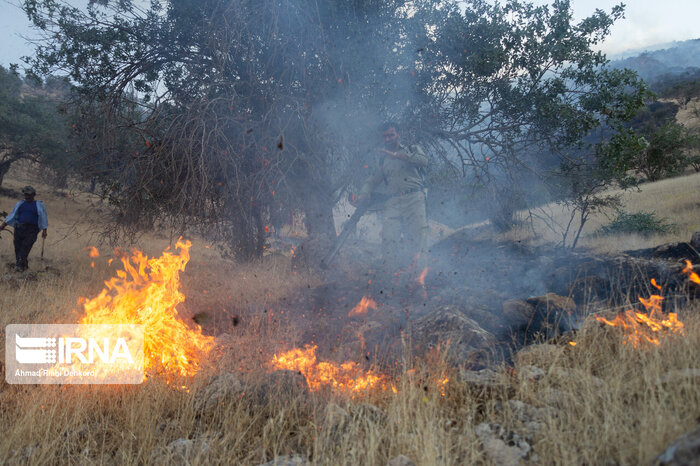 حدود ۱۰۰ مورد آتش سوزی در سطح جنگلها و مراتع ایلام روی داده است