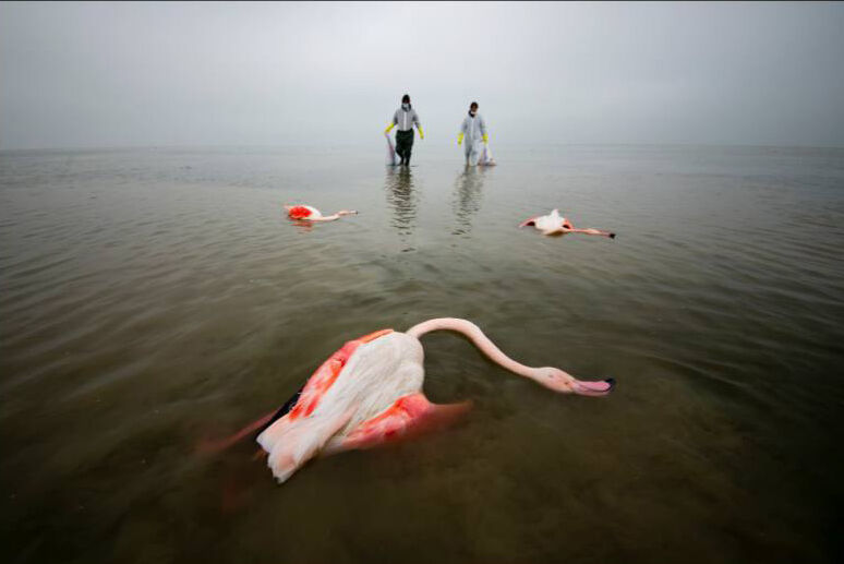 مصور "وکالة إرنا" یفوز بجائزة مهرجان "طبيعتنا" في المجر مصور "وکالة إرنا" یفوز بجائزة مهرجان "طبيعتنا" في المجر