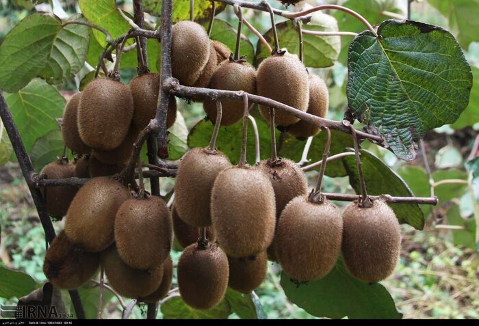 احیای باغ کیوی موقوفه فریدونی با یک میلیارد ریال اعتبار