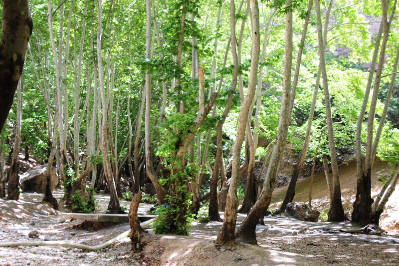 تنگ گنجه ای، گنجیه ای بی نظیر در یاسوج