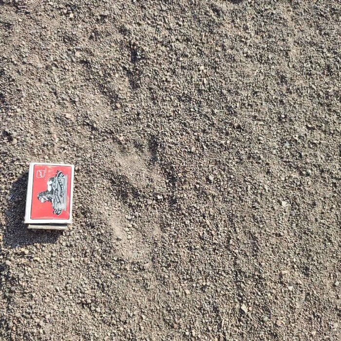 ردپای یوز در منطقهای متروکه بعد از ۴۰ سال/نمونه موفق حفاظت مشارکتی