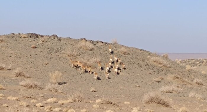 ردپای یوز در منطقهای متروکه بعد از ۴۰ سال/نمونه موفق حفاظت مشارکتی