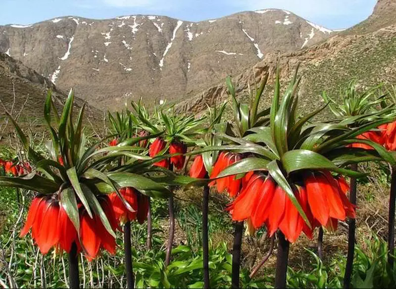 آبشار شیخ علیخان شهرکرد، نگینی در دل زاگرس