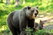 Una osa y sus cachorros en el bosque de Ramsar