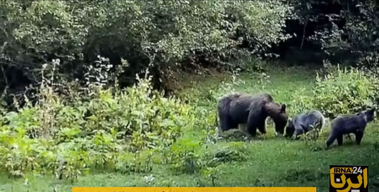 Iran-Nord : sortie nature d'un ours et de ses petits dans la forêt Ramsar + film