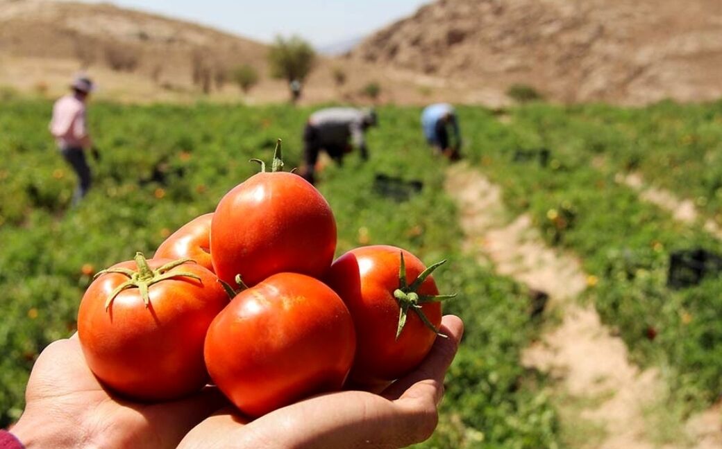 برداشت گوجه فرنگی در ارسنجان فارس آغاز شد