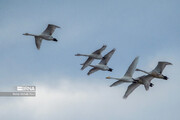 Arrivée du premier groupe d'oiseaux migrateurs dans les marais de Māzandarān