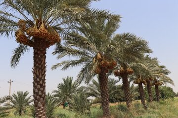 اشغالزایی ۵۰ هزار نفر در سیستان و بلوچستان با کشت خرما