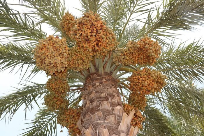 خرما؛ محصولی حیاتی در هرمزگان برای مقابله با بحران غذایی