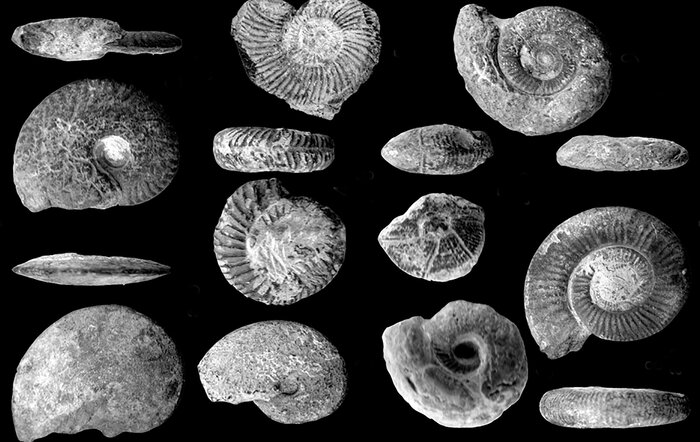 طبیعتگردی در مراغه؛ «گویدرق» گنجینهای از فسیلهای دوره ژوراسیک