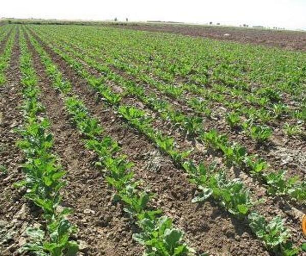 کارخانه های قند کرمانشاه از عقد قرارداد با چغندرکاران کاخ شیرینی خودداری می کنند