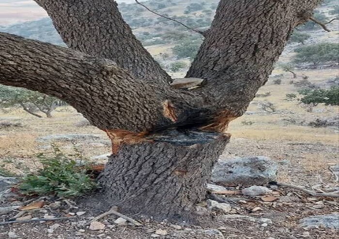 شناسایی عاملان قطع درختان بلوط در باشت