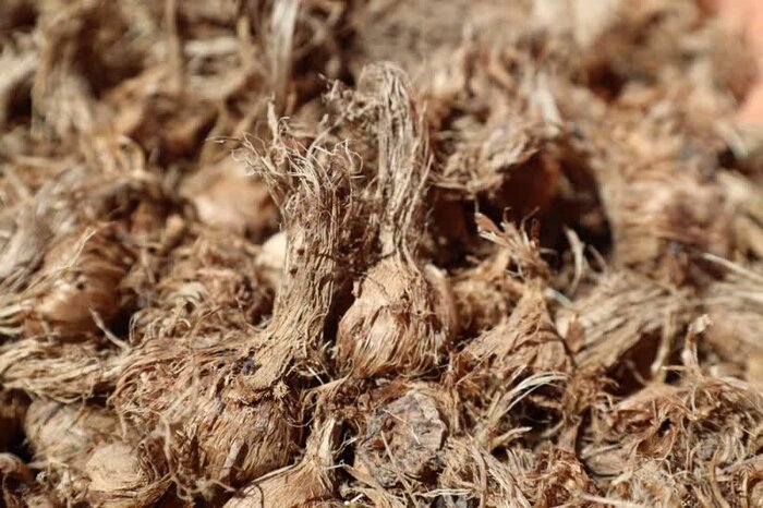 ۲۷۰ هکتار از زمینهای کشاورزی چهارمحال و بختیاری به زیر کشت زعفران رفت