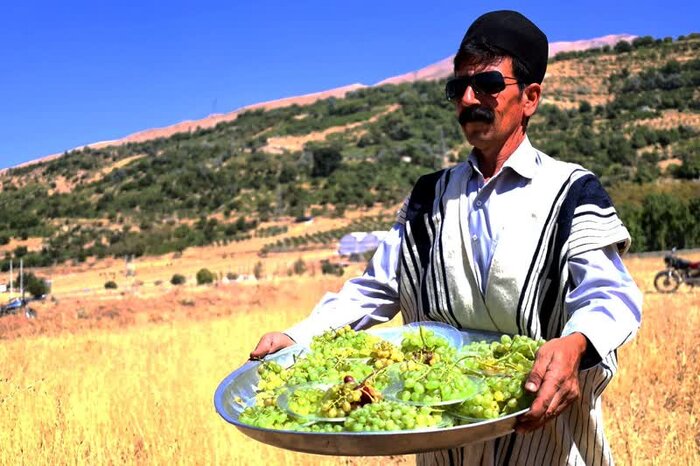 دومین جشنواره انگور در چهارمحال و بختیاری برگزار شد