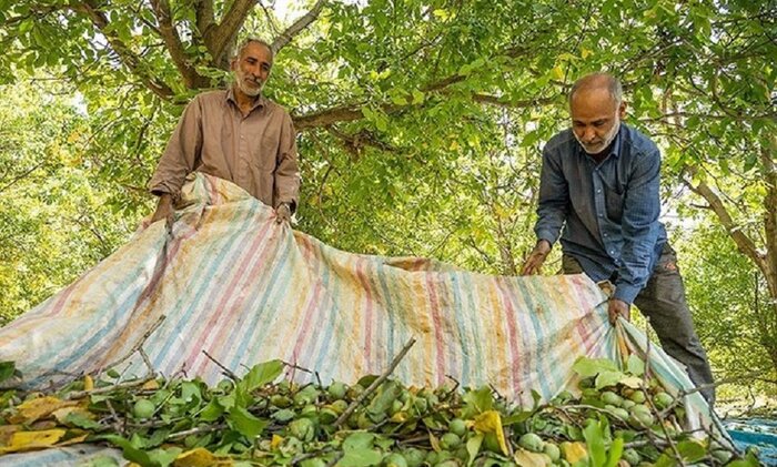 جشنواره گردو و بادام «علی‌آباد دمق» در ایستگاه سوم