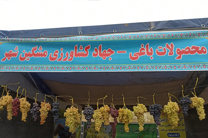 جشنواره ملی انگور در مشگین شهر برگزار شد