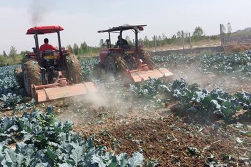 قلع و قمع مزرعه صیفی در بهارستان که با آب نامتعارف آبیاری می‌شد