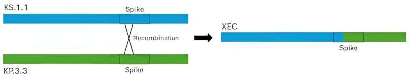 درباره نوع جدید کووید چه میدانیم؟