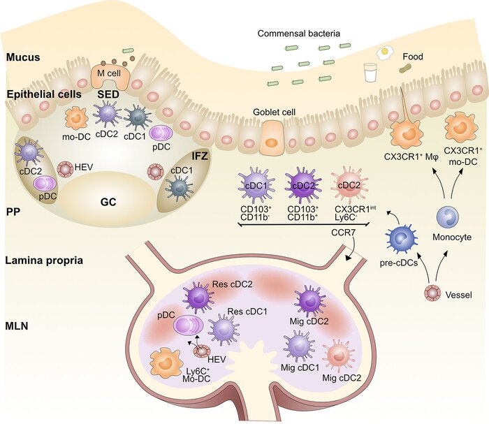 ویژگی ضدتومور آنتیژنهای غذا ثابت شد