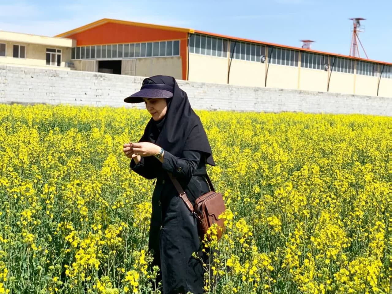 افزایش صد هکتاری سطح زیرکشت کلزا در اسکو افزایش صد هکتاری سطح زیرکشت کلزا در اسکو