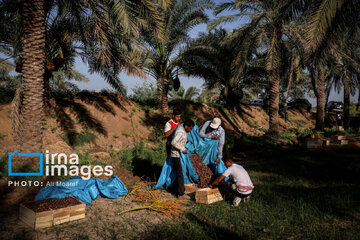 Harvest from date palm groves in southwestern Iran