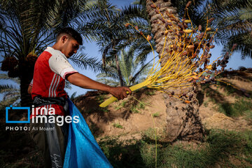 Harvest from date palm groves in southwestern Iran