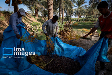 Harvest from date palm groves in southwestern Iran