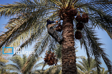 Harvest from date palm groves in southwestern Iran