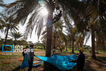 Harvest from date palm groves in southwestern Iran