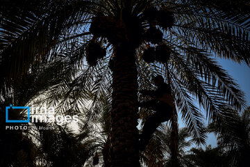 Harvest from date palm groves in southwestern Iran