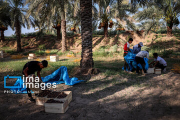 Harvest from date palm groves in southwestern Iran