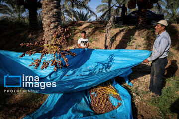 Harvest from date palm groves in southwestern Iran